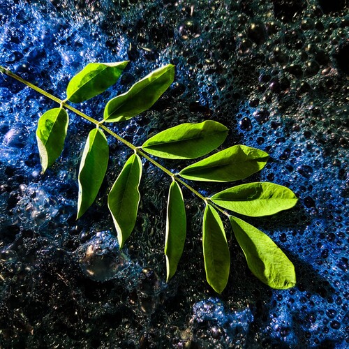 The Miracle of Indigo