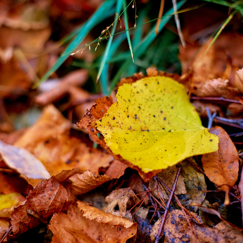 Photo #14110035