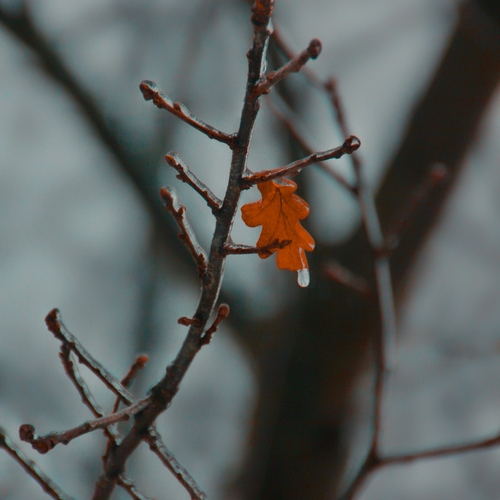 Photo #14110297