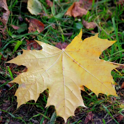 Photo #14110419