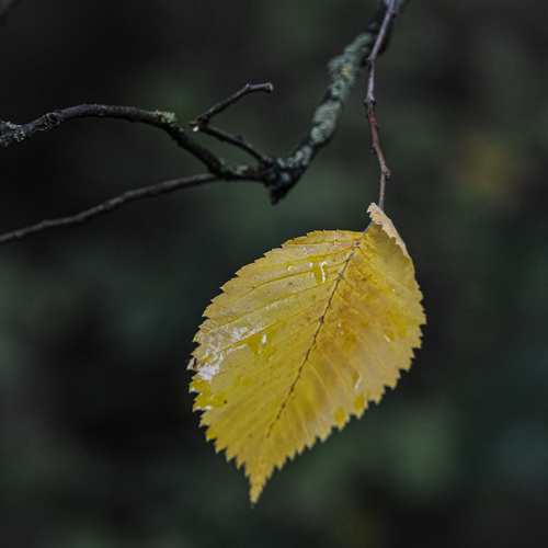 Photo #14110738