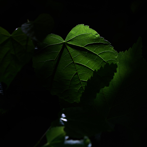 Photo #14110776