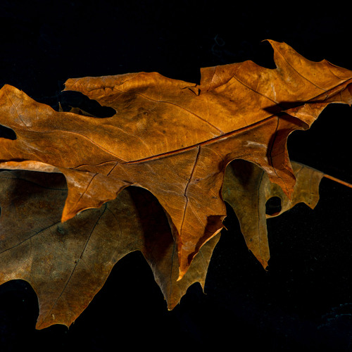 Photo #14110966