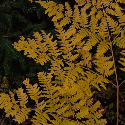 Photo #14110987