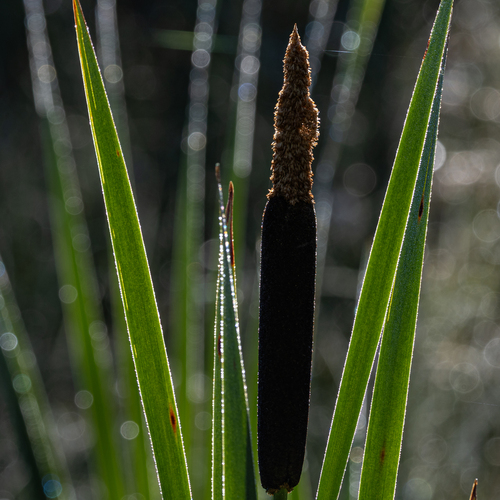 Photo #14111051