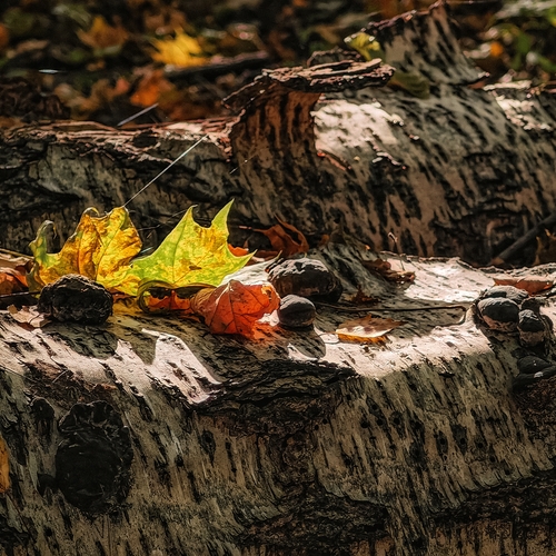 Photo #14111694