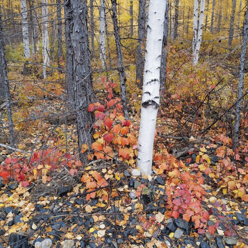 Photo #14112279