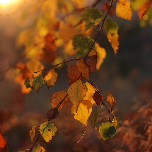 Photo #14112281