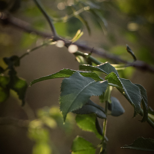 Photo #14112334