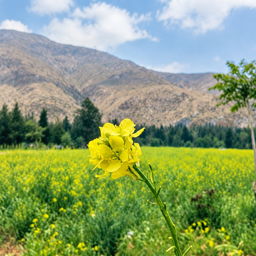 yellow flower