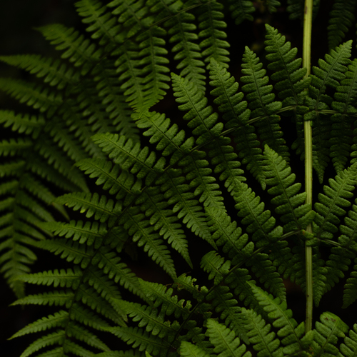 Helecho fractal