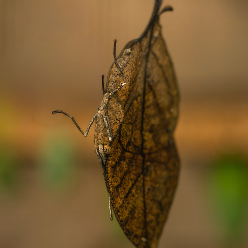 Photo #14113076