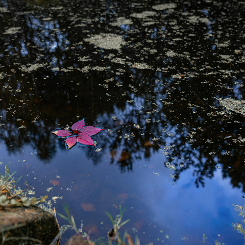 Photo #14113355