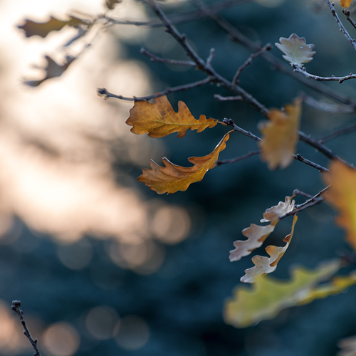 Photo #14113527