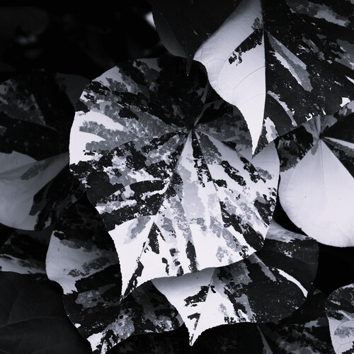 Photo #14114426