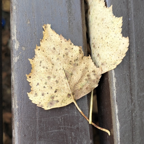 Photo #14114653