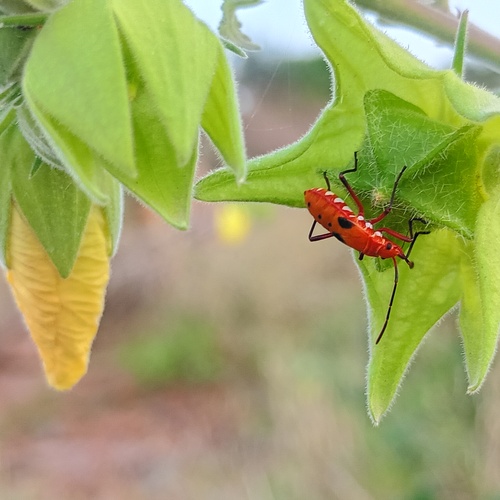 Crimson on Green