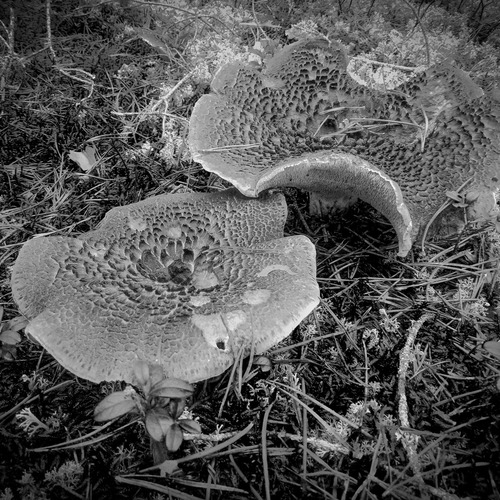 Photo #14115030