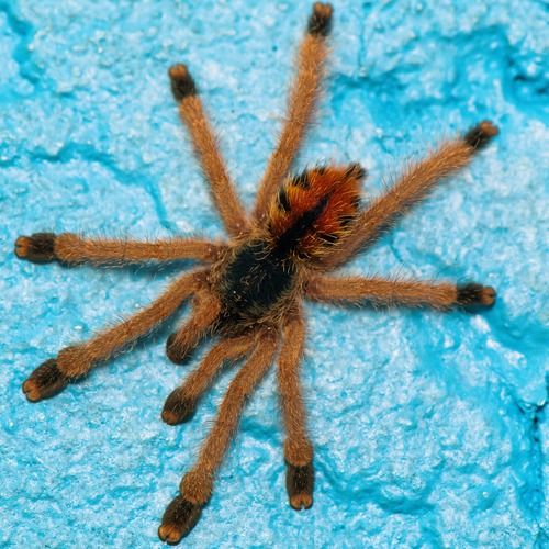 A Tarantula Against Turquoise
