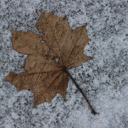 Photo #14115202