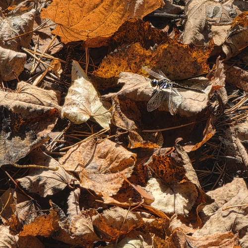 Photo #14115402