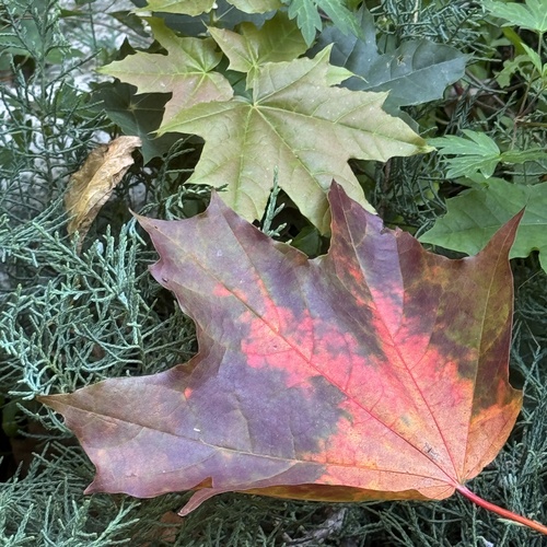Photo #14115965