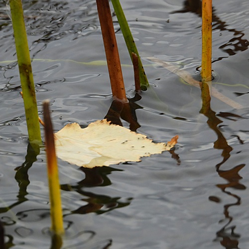 Photo #14116022