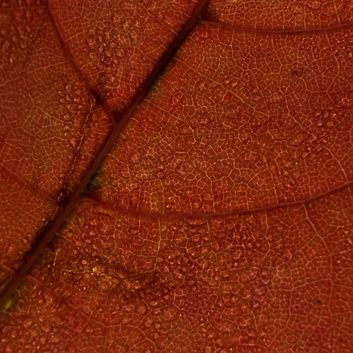 Photo #14116344