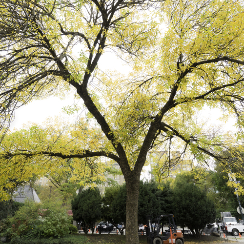 Autumn on Central Park
