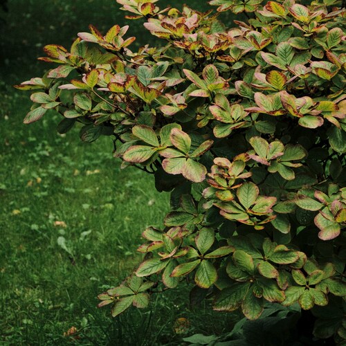 Photo #14116432