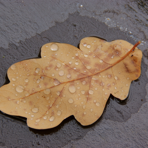 Photo #14116441