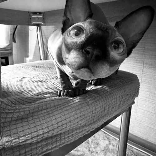 Photo #14116742