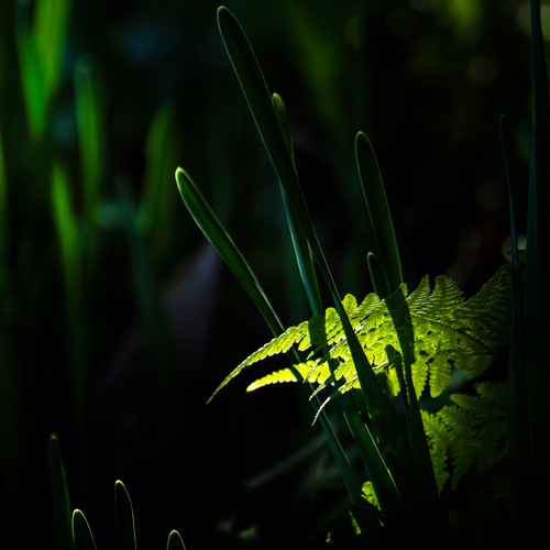 Entangled Foliage