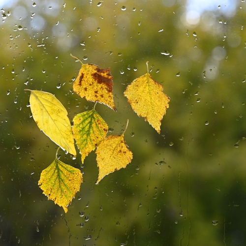 Photo #14118196