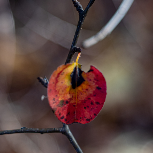 Photo #14118220