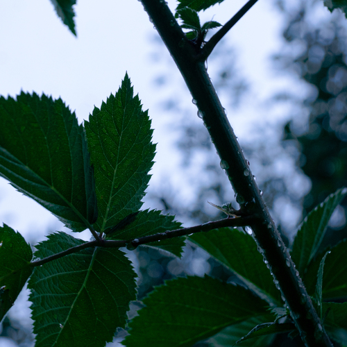 Photo #14118327