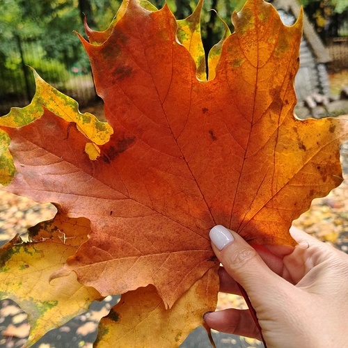 Photo #14118361