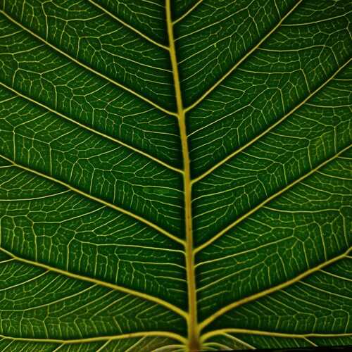 Veins of life...