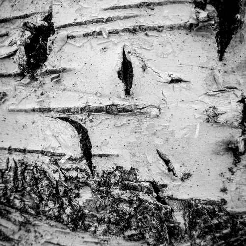 Photo #14118766