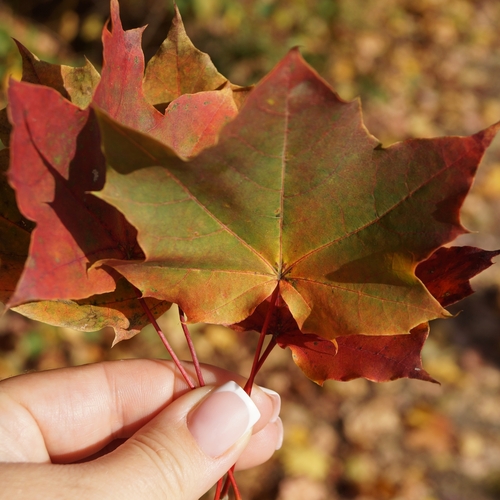 Photo #14119063