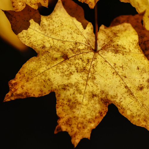 Photo #14120023
