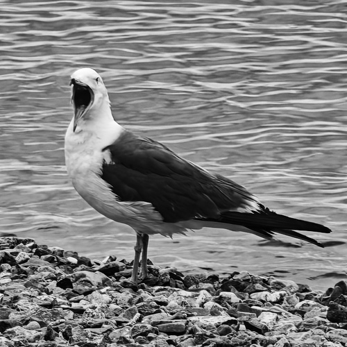 Photo #14120095