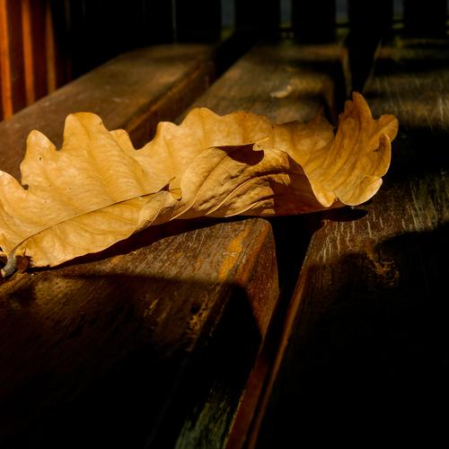 Photo #14120108