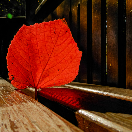 Photo #14120109
