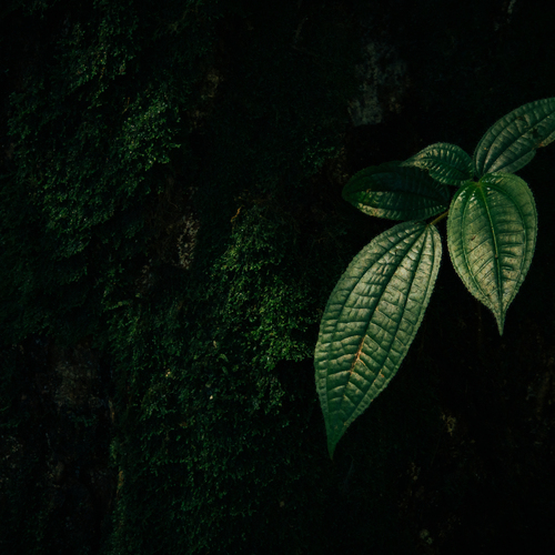 Photo #14120261