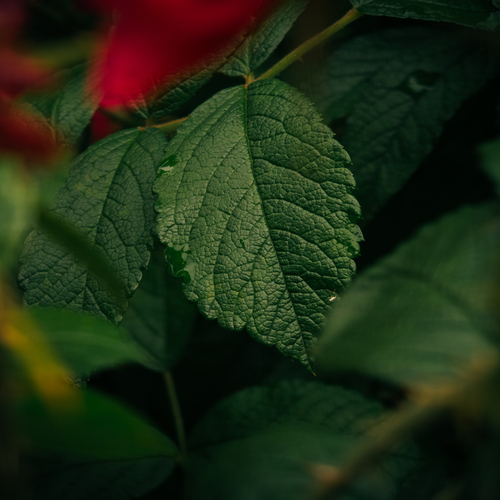 Photo #14120267
