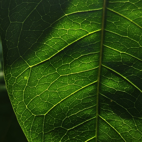 life in lines