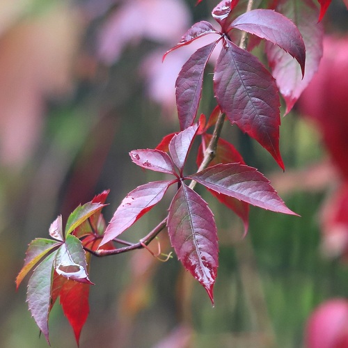 Photo #14121021