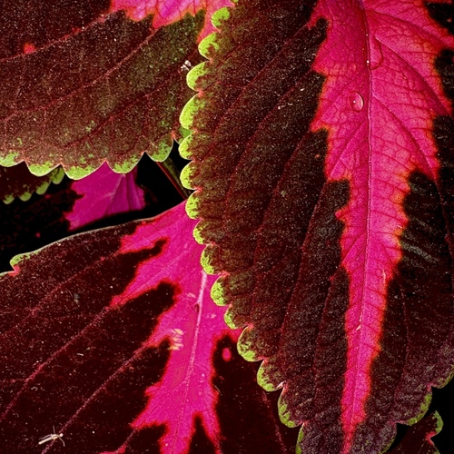 Velvet and Flame