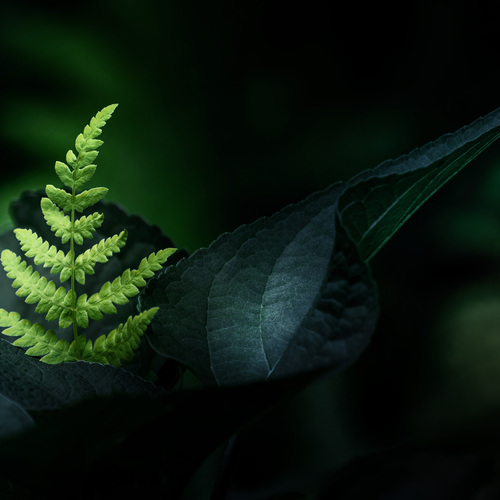 A Sheltered Fern